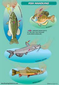 Fish Handling