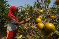 MENGEMBALIKAN KEJAYAAN JERUK PAMEKASAN